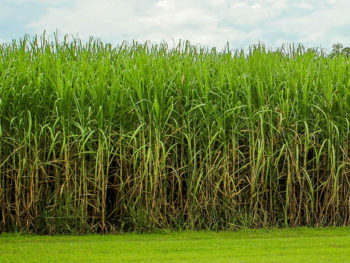 Sugar cane accounted for 47% of bioethanol produced this year