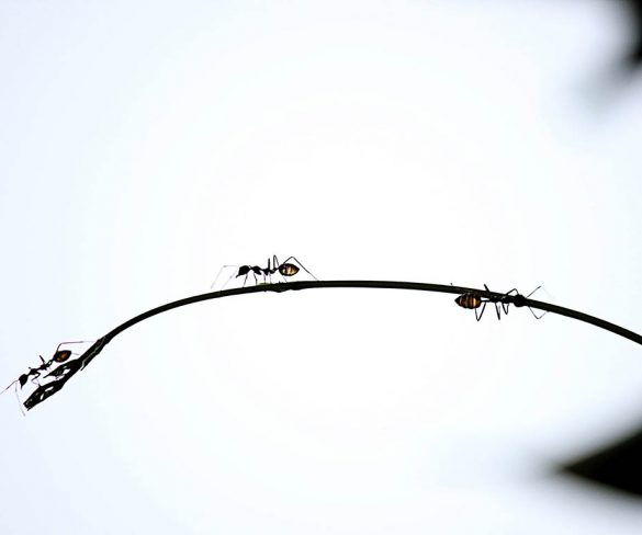 ‘Smart ant’ algorithms cut vehicle fleet emissions in half