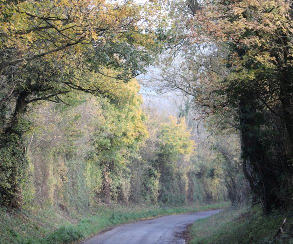 Three in 10 drivers steer clear of narrow country lanes