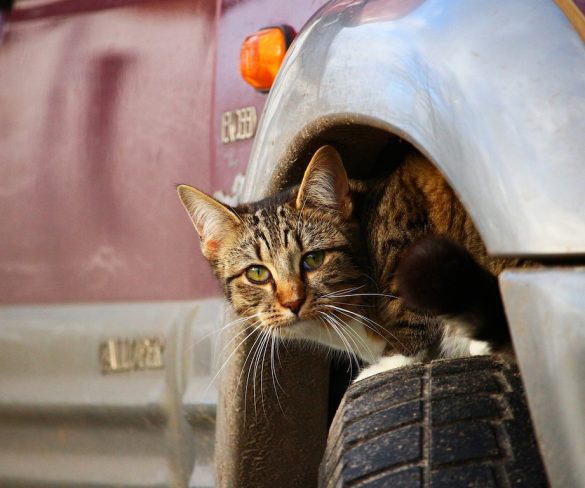Drivers warned of sleeping cat danger