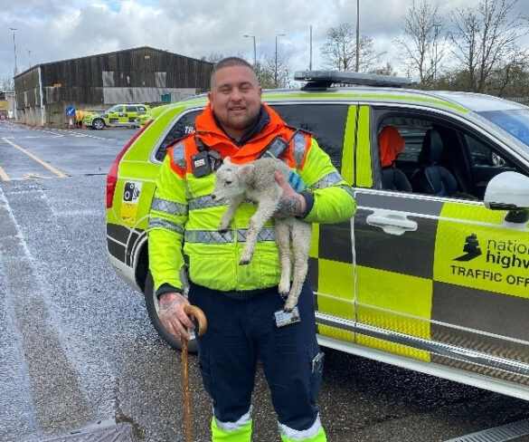 Hunt for lost sheep drives traffic officers baa-rmy