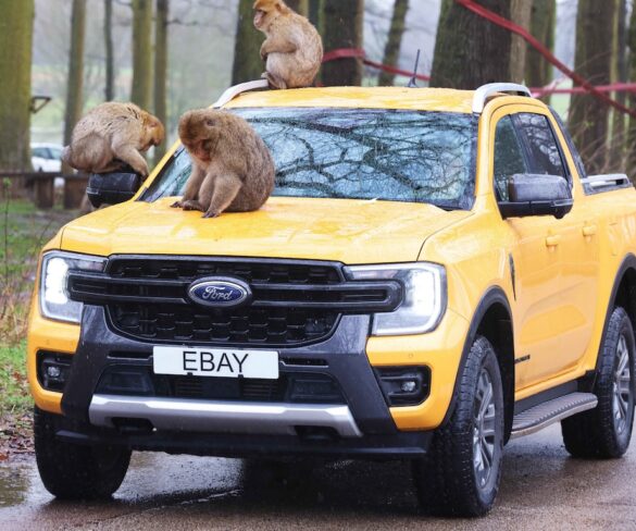 Ebay teams up with Woburn Safari Park for free car health checks