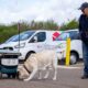 DPD delivery robot befriends guide dog Amelia