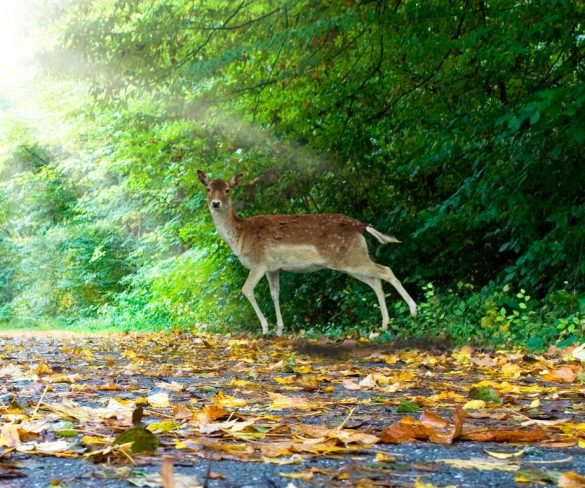 Deer strikes up 42% in three years, AA data shows